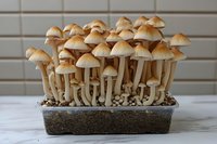 Growing cluster of golden brown mushrooms in cultivation tray against neutral background, showcasing fresh fungi development and organic farming process.