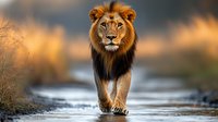 Majestic male lion with dark mane walking along water path at sunset, dramatic wildlife scene with golden light and blurred natural background.