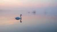 Solitary swan gliding across misty lake at dawn with soft pink and blue reflections creating serene minimalist composition for wellness and nature themes.