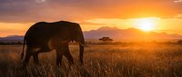 Majestic elephant silhouette walking through golden savanna grassland at sunset with acacia tree and mountain backdrop in warm orange light creating peaceful wildlife scene.