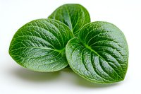 Fresh green betel leaves with prominent veins and heart-shaped form isolated on white background, showing natural texture and glossy surface.