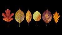 Six colorful autumn leaves in red, orange, yellow and green tones, isolated on transparent background, ready for stickers, t-shirt design, sublimation and print on demand.