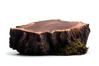 Cross section of aged tree stump with rough bark texture and moss, natural wood slice showing growth rings on white background, isolated.