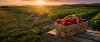 Fresh ripe strawberries in wooden basket on rustic table at sunset in agricultural field with golden light and mountain landscape background.