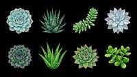 Succulent plants collection isolated on transparent background, ready for t-shirt design, clipart, stickers, print-on-demand products and sublimation projects. Eight botanical elements perfect for crafts.