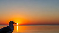 Seagull silhouette against golden sunset over calm ocean waters with warm orange and yellow sky reflecting on sea surface creating peaceful seascape scene.