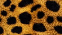Close up of cheetah fur texture showing distinctive black spots on golden orange background, natural animal print pattern creates luxurious fashion design element.