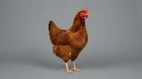 Brown hen standing against neutral background, suitable for agricultural, farming, poultry industry, and educational content.