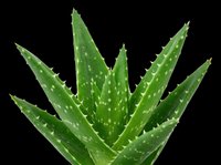 Fresh aloe vera plant with spiky green leaves isolated on transparent background, ready for t-shirt design, stickers, clipart, and print on demand use.