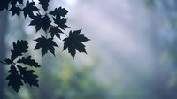 Maple tree branch with dark silhouetted leaves against soft blurred natural background creating peaceful autumn atmosphere for seasonal designs.