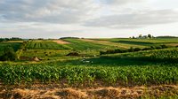 Expansive agricultural landscape with rolling green fields of corn crops under cloudy sky, ideal for farming, agriculture, and rural development concepts.