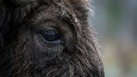 Close-up of brown buffalo eye with detailed fur texture showing natural wildlife beauty and animal anatomy for educational or nature photography projects.