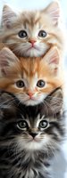 Close-up portrait of three adorable fluffy kittens with bright eyes stacked vertically - cream, ginger and tabby colored. Soft focus pet photography for greeting cards.