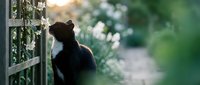 Black cat sitting by garden fence with white flowers during golden hour sunlight creating peaceful outdoor scene for pet and nature photography.