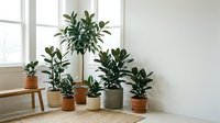 Collection of rubber plants in terracotta and ceramic pots arranged near bright window in minimalist white interior for home decor and plant care.