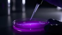 Laboratory scientist using pipette to drop purple liquid into petri dish during medical research experiment in modern lab facility.