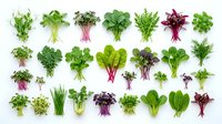 Flat lay collection of fresh microgreens and sprouts varieties isolated on white background, showcasing diverse colors and textures for healthy eating.