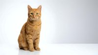 Orange tabby cat sitting on white background isolated for pet care veterinary design projects and animal lover content.
