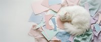 White fluffy cat sleeping peacefully among scattered pastel colored paper sheets in soft pink blue and mint tones creating cozy workspace scene.