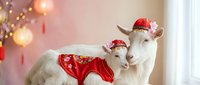 Two adorable white goats wearing festive red Santa outfits and hats pose together during Christmas celebration with warm bokeh lights in background.