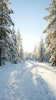 Snow-covered forest path with frost-laden evergreen trees lining both sides under clear winter sky. Footprints trail through pristine snow. Use for winter travel, seasonal campaigns, nature themes.