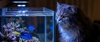 Fluffy gray cat with blue eyes gazing at illuminated aquarium with colorful coral and fish, perfect for pet, animal behavior, and home decor content.