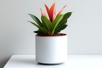 Vibrant red bromeliad plant in modern white minimalist pot against light background, showcasing contemporary indoor gardening and home decor styling.