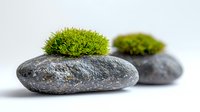 Zen garden elements with green moss growing on smooth gray river stones against white background, minimalist spa and wellness composition.