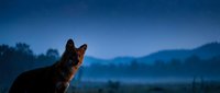 Cat silhouette gazing at starry night sky with mountain landscape background during twilight hour creating peaceful outdoor scene for nature and pet themes.