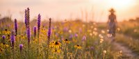 Purple wildflowers and yellow blooms in golden sunset light with blurred figure walking through meadow creating peaceful countryside atmosphere.