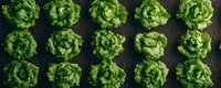 Fresh green butter lettuce heads arranged in neat rows on dark soil background, top view panoramic shot showing organic produce pattern and agricultural abundance.