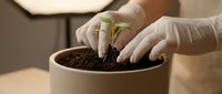 Scientist in white gloves planting seedling in soil-filled pot for botanical research, environmental study, or laboratory experiment.