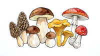 Isolated collection of edible and poisonous mushroom varieties with detailed botanical illustration style, suitable for educational materials, cooking guides, field guides, and design projects.