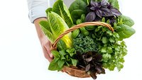 Fresh organic leafy greens in wicker basket held by hands. Healthy vegetables including lettuce, spinach, basil and herbs for cooking and nutrition.