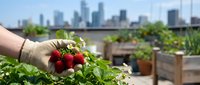 Hand holding fresh red strawberries with green leaves on urban rooftop garden with city skyline and buildings in background, sustainable farming and local produce concept.