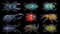Colorful beetles and insects isolated on transparent background, ready for t-shirt designs, clipart, stickers, sublimation, print-on-demand products and digital crafts.