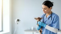 Female veterinarian in blue scrubs holding small Chihuahua dog in modern clinic examining room for pet healthcare and animal medical treatment.