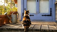 Calico cat sitting on wooden porch looking at blue door with decorative hinges. Rustic home entrance with potted plants and watering can creating cozy atmosphere.