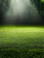 Sunlight streaming through trees onto lush green grass lawn creates atmospheric outdoor scene with natural lighting and dreamy forest backdrop.