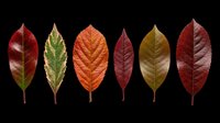 Six autumn leaves in rich red, orange, and green tones, isolated on transparent background. Ready for clipart, stickers, t-shirt design, sublimation, and print on demand.