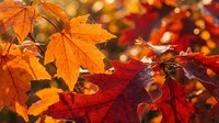 Vibrant autumn maple leaves in warm orange and deep red colors with golden bokeh background creating seasonal fall foliage display for nature designs.