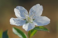 Delicate white cherry blossom macro with five petals and visible stamens against soft brown background, showing fine botanical details and fresh green leaf.