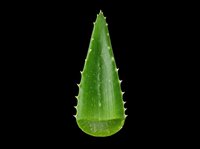 Fresh green aloe vera leaf isolated on transparent background, ready for t-shirt design, stickers, clipart, print on demand, and sublimation projects.