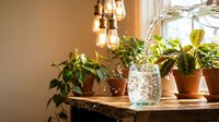 Cozy indoor plant collection on wooden shelf with decorative glass jar and warm pendant lighting creating peaceful home garden atmosphere.