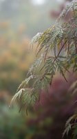 Delicate Japanese maple leaves with morning dew drops in soft autumn light creating peaceful natural background for wellness and meditation content.