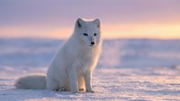 Arctic fox with white winter coat sitting on snow during golden hour sunset with soft pink and purple sky colors creating serene wildlife scene.