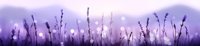 Lavender field silhouettes against purple sunset sky with soft bokeh lights creating dreamy atmospheric landscape for wellness and relaxation designs.