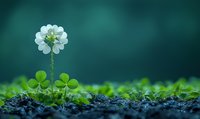 Delicate white clover flower rising above green shamrock leaves against dark emerald background, macro nature photography with shallow depth of field.