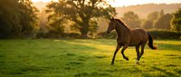 Brown horse galloping freely across green meadow during golden hour sunset with trees in background creating peaceful pastoral countryside scene.