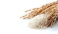 Fresh rice grains and golden wheat ears on white background, macro view of raw cereals and agricultural harvest for healthy cooking and nutrition.